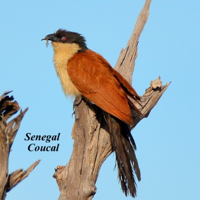Senegal Coucal